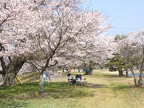 Hanami_h310408_05.jpg