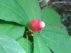 Kurahashi_R020723_06a.jpg