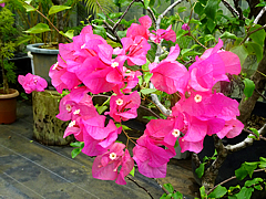 Natuyasumi_33a.jpg