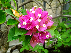 Natuyasumi_33b.jpg