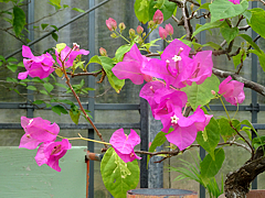Natuyasumi_33d.jpg