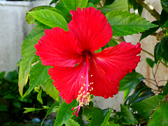Natuyasumi_85a.jpg