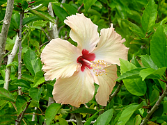Natuyasumi_85b.jpg