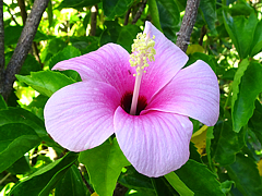 Natuyasumi_85c.jpg