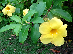 Natuyasumi_85d.jpg