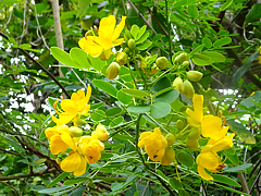 Natuyasumi_85e.jpg