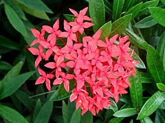 Natuyasumi_85f.jpg