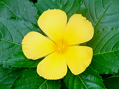 Natuyasumi_85g.jpg