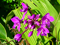 Natuyasumi_85h.jpg