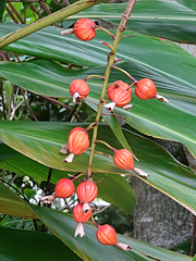 Natuyasumi_85j.jpg