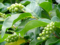 Natuyasumi_85l.jpg