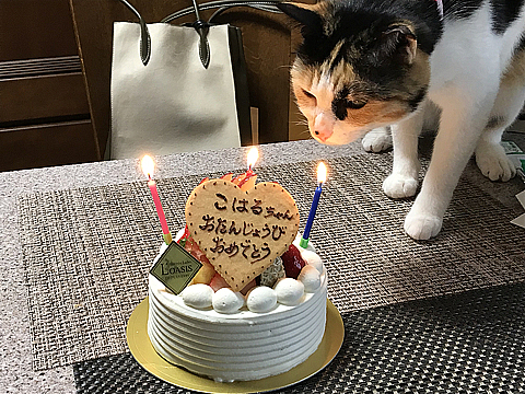 Nyanko_3sai_HBD_R040503_01.jpg