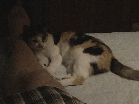 Nyanko_R040918_01.jpg