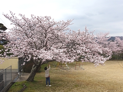 Sakura_h290409_02.jpg