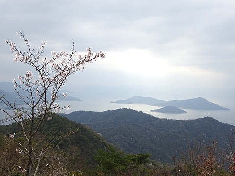 Sakura_h290409_03.jpg