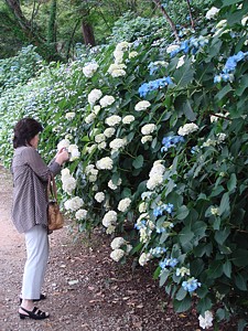 ajisai_03a.jpg