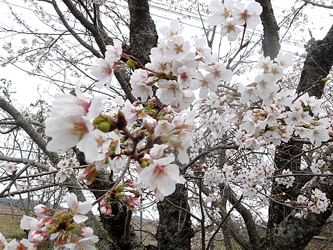 hanami_R050327_02.jpg