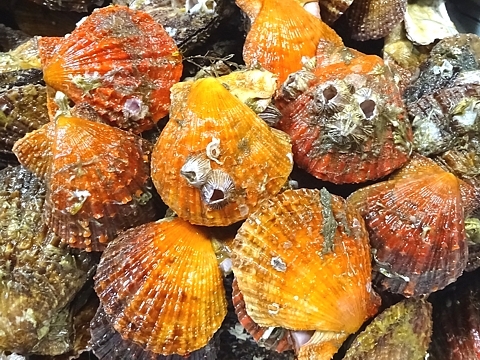 hiougigai_h281202_02.jpg