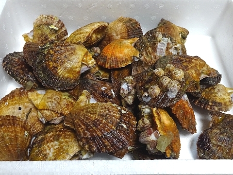 hiougigai_h281231_01.jpg