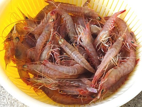 jiebi_h291121_01.jpg