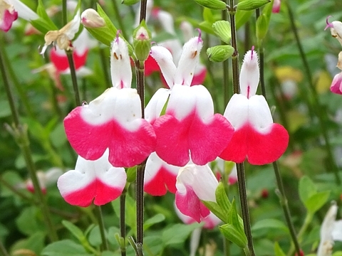 microphylla_h290611_02.jpg