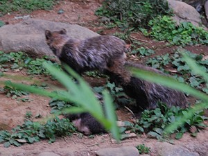 night_zoo_06_s.jpg