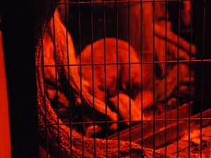 night_zoo_07_s.jpg