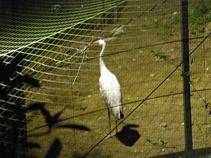 night_zoo_08_s.jpg