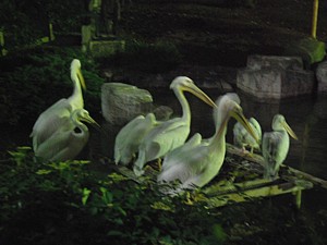 night_zoo_11_s.jpg