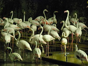 night_zoo_12_s.jpg