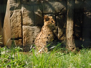 night_zoo_13_s.jpg