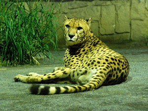 night_zoo_14_s.jpg
