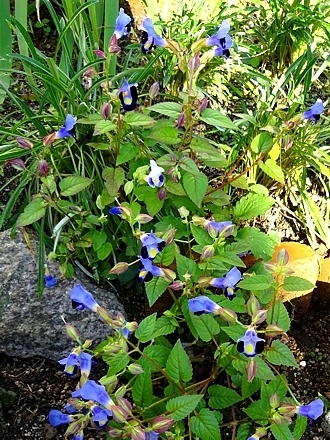 niwa_h281017_02.jpg