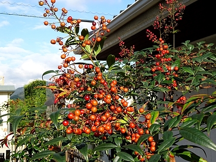 niwa_h281017_03.jpg