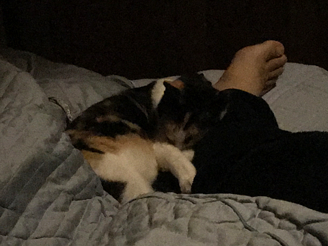 nyan_R011111_02.jpg