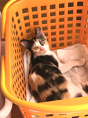 nyanko_kuru_R010916_01.jpg