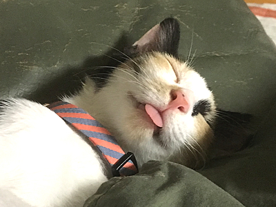 nyanko_kuru_R010916_07.jpg
