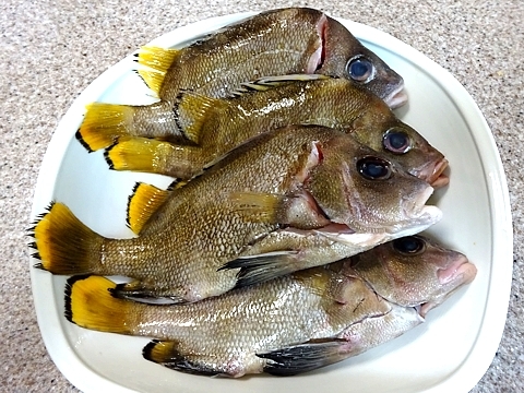setodai_h290531_01.jpg