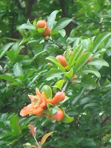 tsuuin_h2306_05c_s.jpg