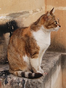 vittoriosa_11.jpg