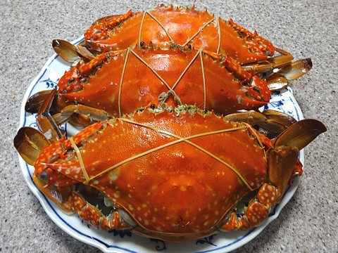 watarigani_h281231_02.jpg